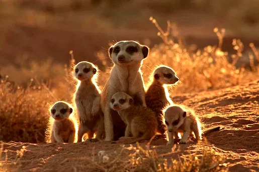 Photo 2 du film : La famille Suricate