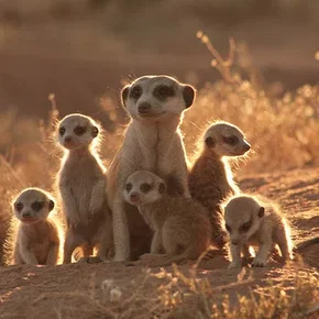 Photo du film : La famille Suricate