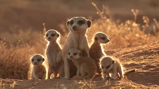 Photo 2 du film : La famille Suricate