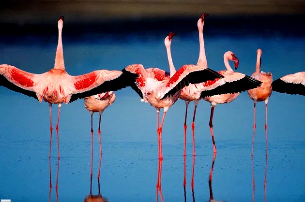 Photo du film : Les Ailes pourpres : Le mystère des flamants
