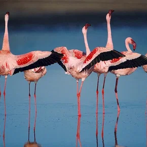 Photo du film : Les Ailes pourpres : Le mystère des flamants