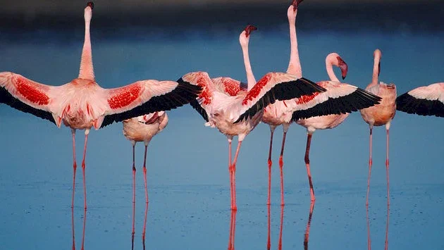 Photo 3 du film : Les Ailes pourpres : Le mystère des flamants