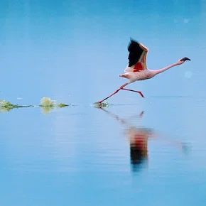 Photo du film : Les Ailes pourpres : Le mystère des flamants