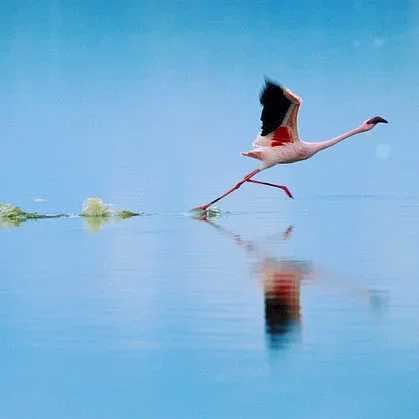 Miniature photo du film : Les Ailes pourpres : Le mystère des flamants