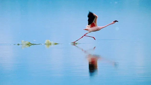 Photo 4 du film : Les Ailes pourpres : Le mystère des flamants