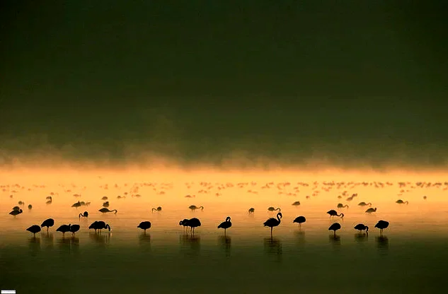Photo du film : Les Ailes pourpres : Le mystère des flamants