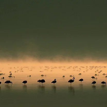Miniature photo du film : Les Ailes pourpres : Le mystère des flamants