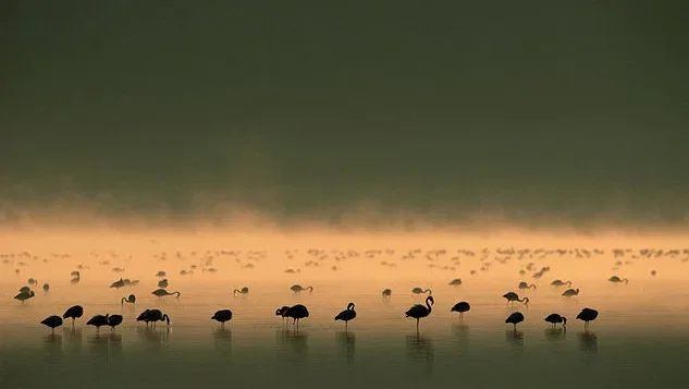 Photo 5 du film : Les Ailes pourpres : Le mystère des flamants