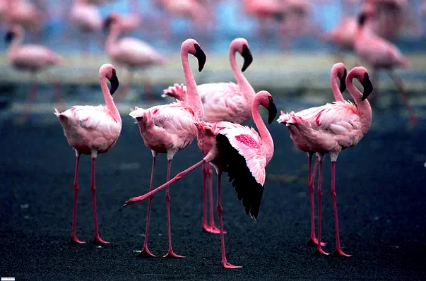 Photo du film : Les Ailes pourpres : Le mystère des flamants