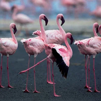 Miniature photo du film : Les Ailes pourpres : Le mystère des flamants