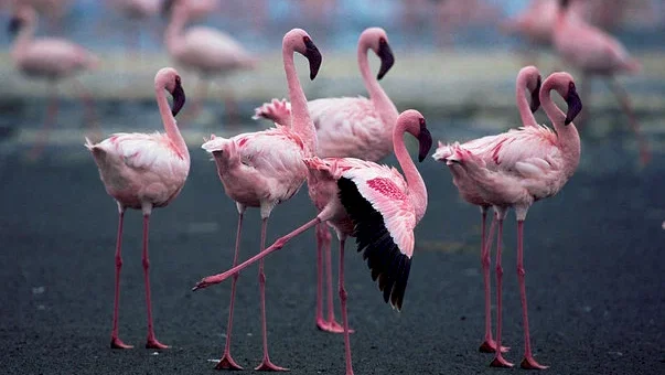 Photo 8 du film : Les Ailes pourpres : Le mystère des flamants