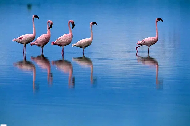 Photo du film : Les Ailes pourpres : Le mystère des flamants