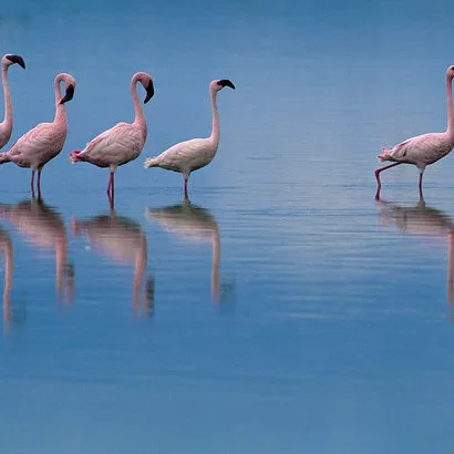 Miniature photo du film : Les Ailes pourpres : Le mystère des flamants