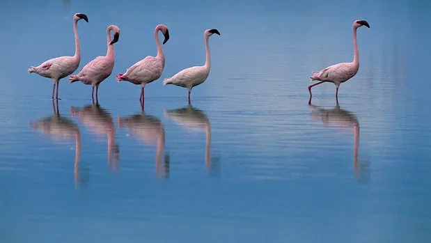Affiche du film : Les Ailes pourpres : Le mystère des flamants