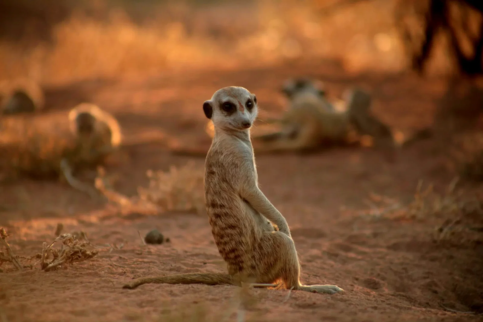 Photo 4 du film : La famille Suricate