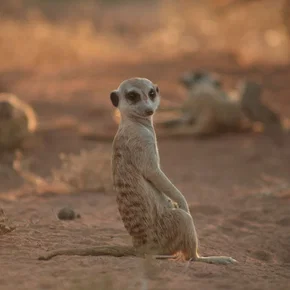 Photo du film : La famille Suricate