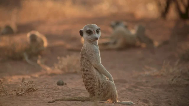 Photo 4 du film : La famille Suricate