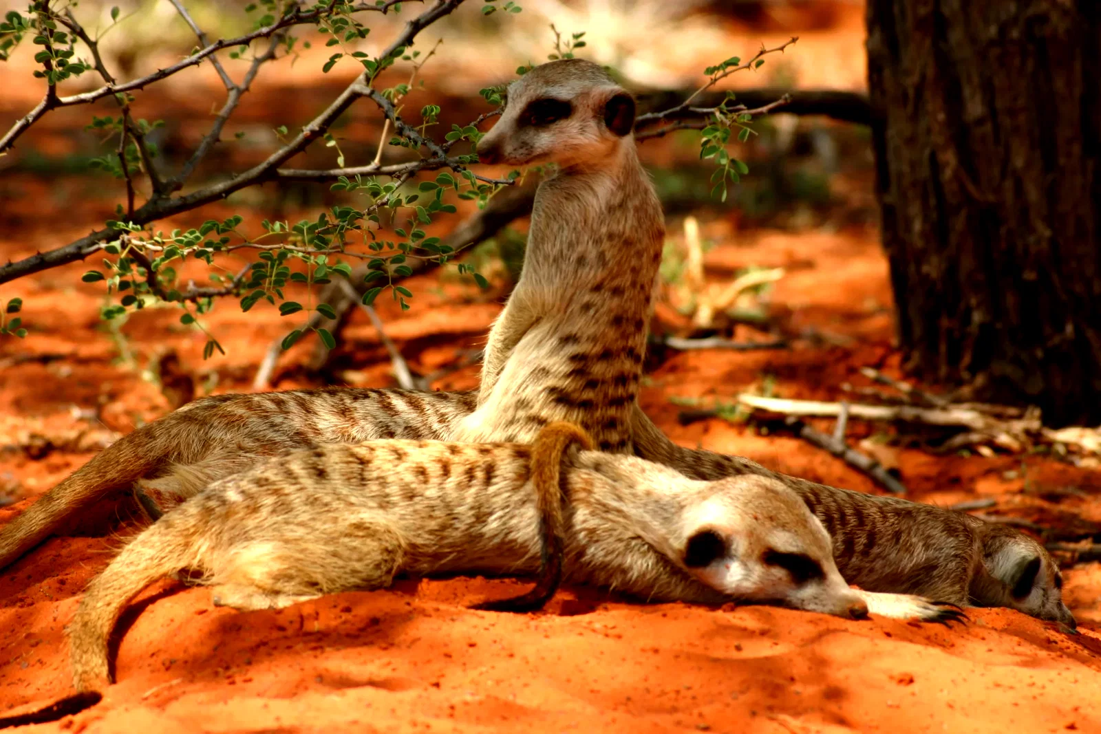 Photo 6 du film : La famille Suricate