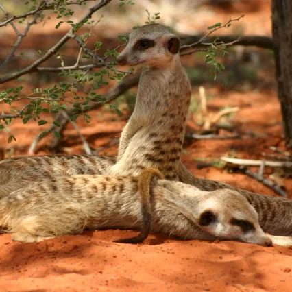 Miniature photo du film : La famille Suricate