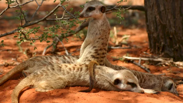 Photo 6 du film : La famille Suricate