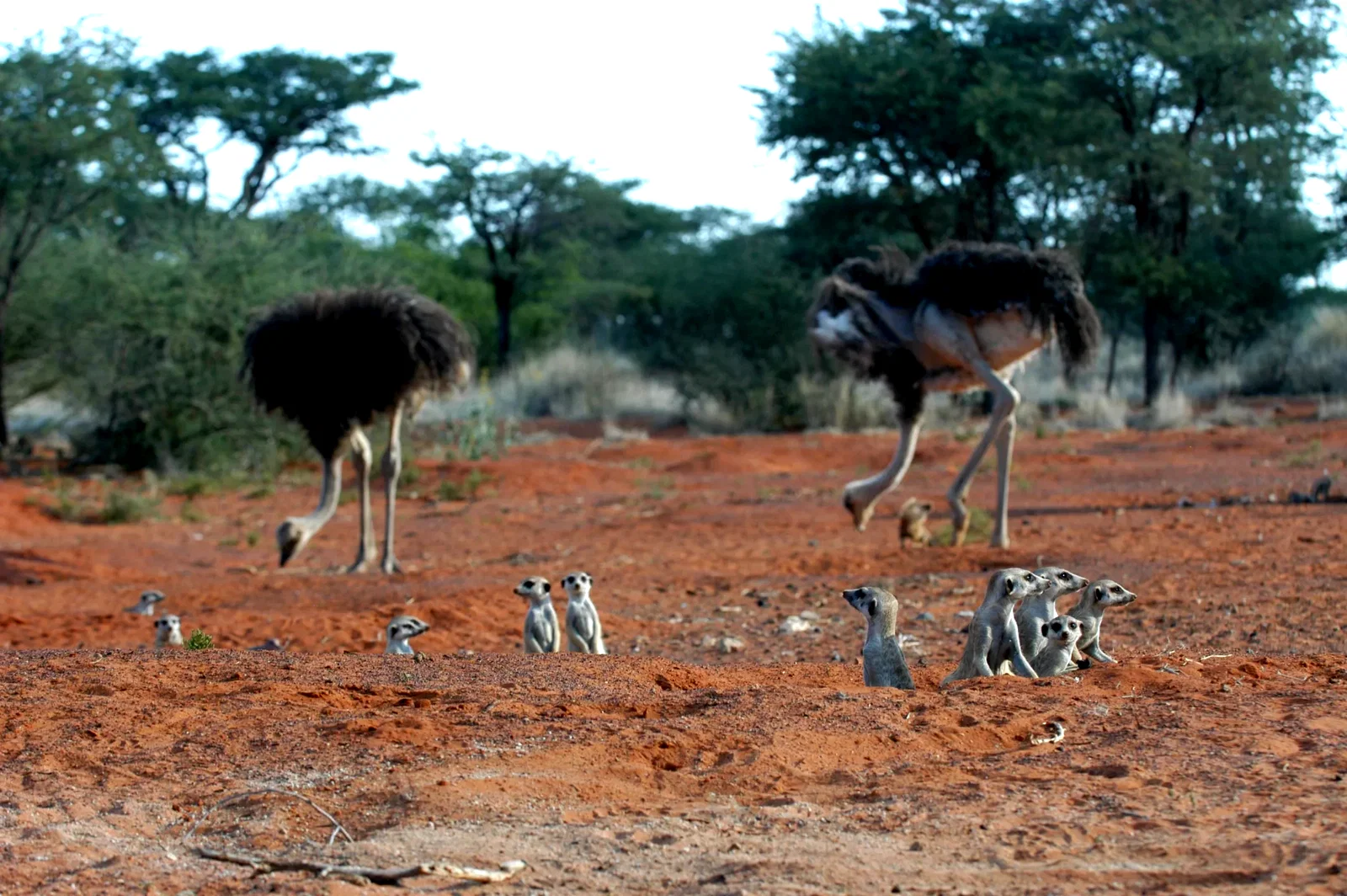 Photo 9 du film : La famille Suricate