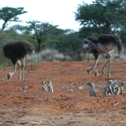 Miniature photo du film : La famille Suricate