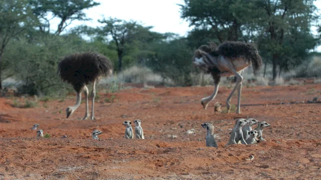 Photo 9 du film : La famille Suricate