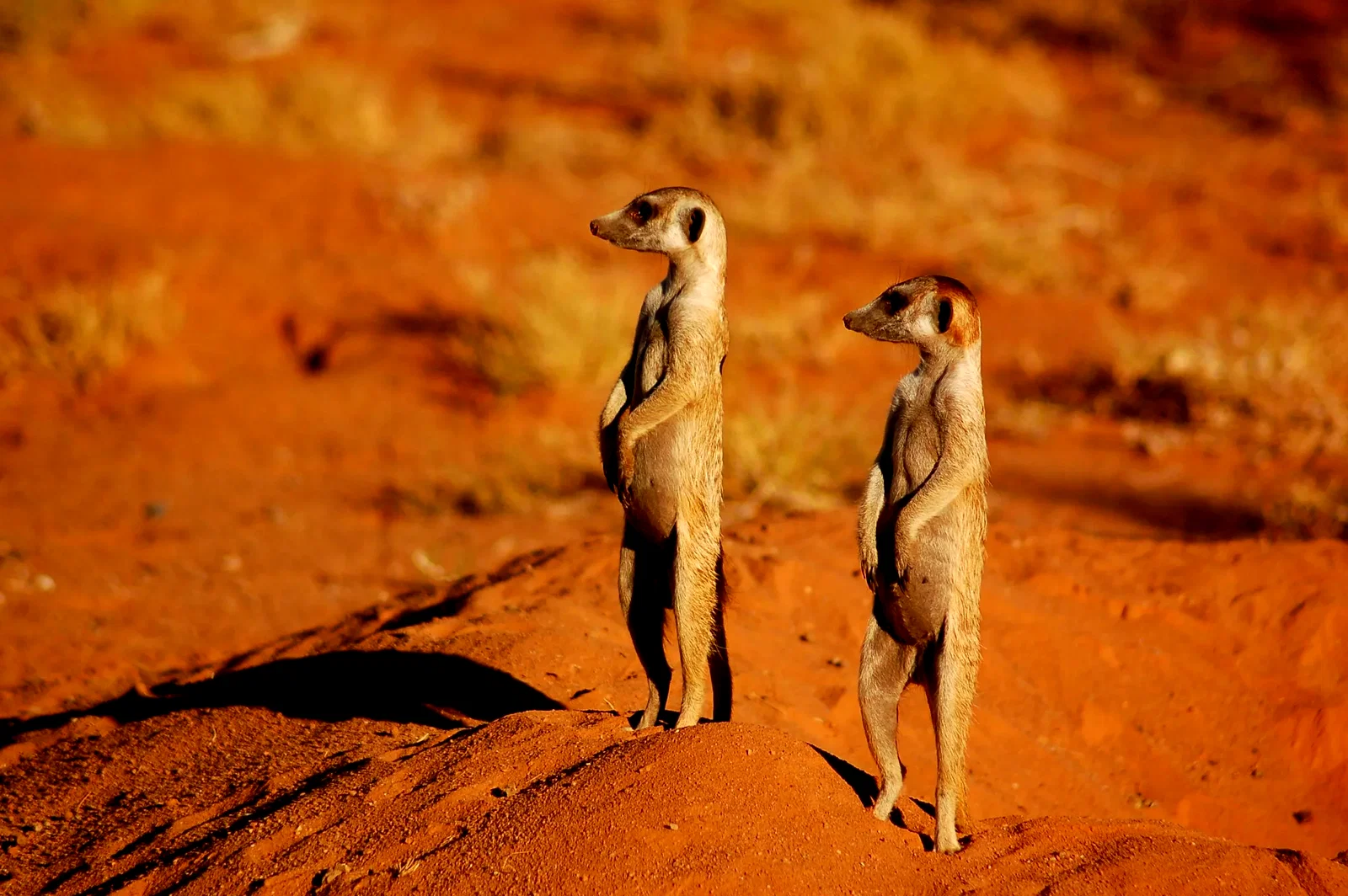 Photo 10 du film : La famille Suricate