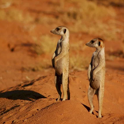 Miniature photo du film : La famille Suricate
