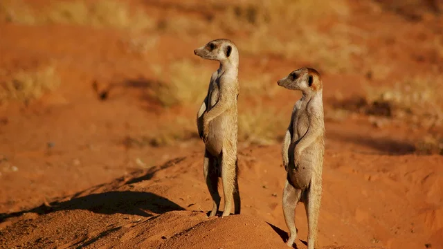 Photo 10 du film : La famille Suricate