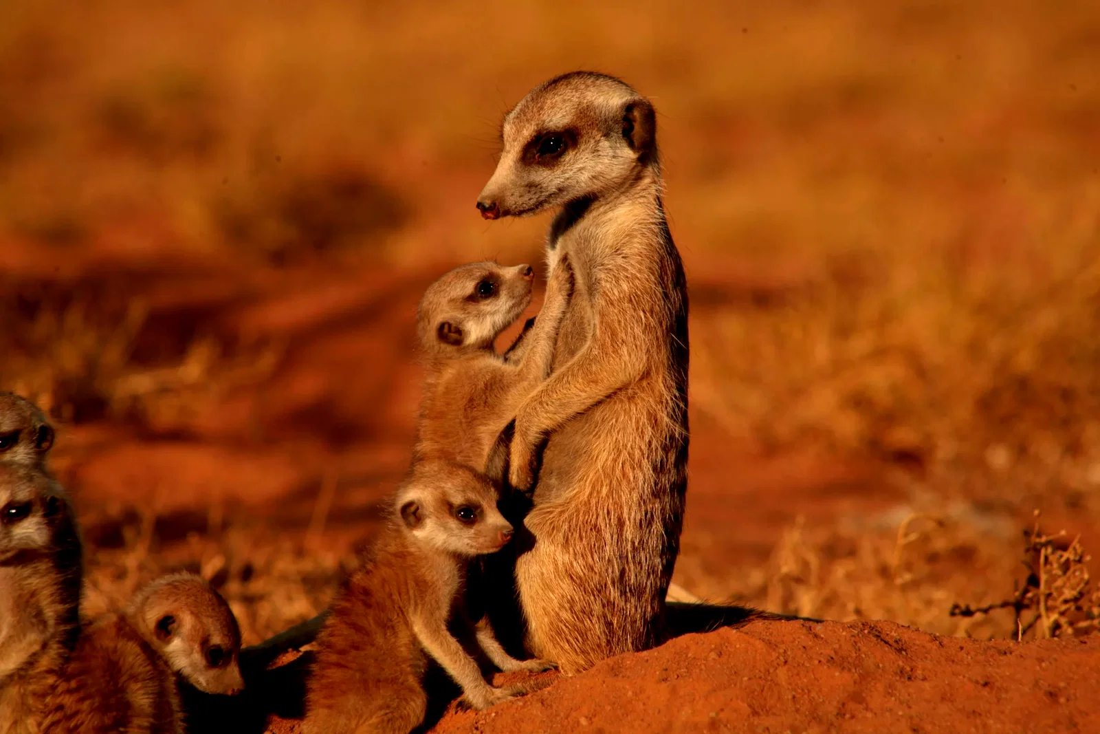 Photo 12 du film : La famille Suricate