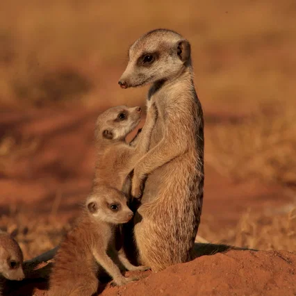 Miniature photo du film : La famille Suricate