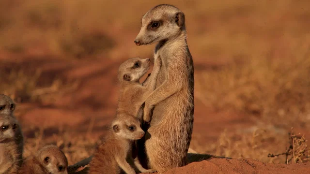 Photo 12 du film : La famille Suricate