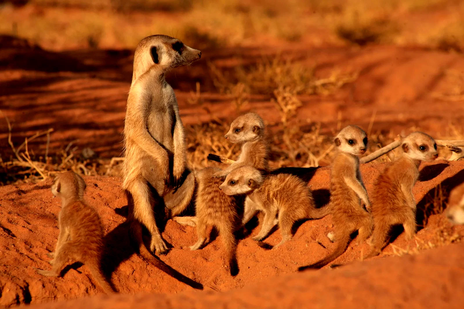 Photo 13 du film : La famille Suricate