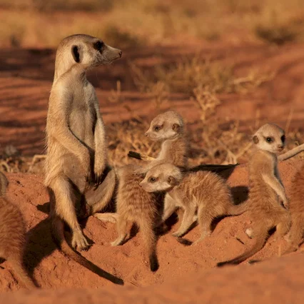 Miniature photo du film : La famille Suricate