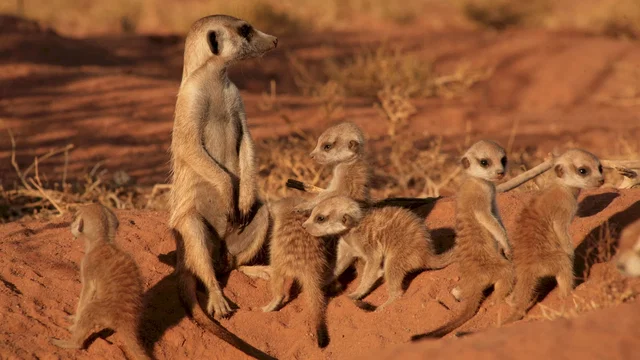 Photo 13 du film : La famille Suricate