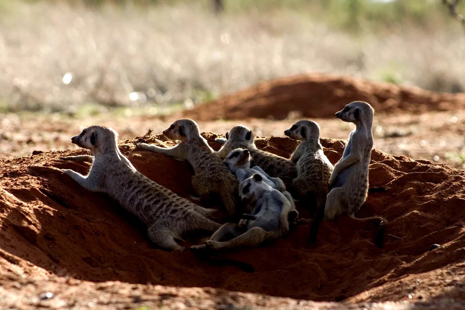 Photo 15 du film : La famille Suricate