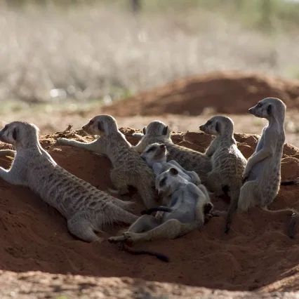 Miniature photo du film : La famille Suricate