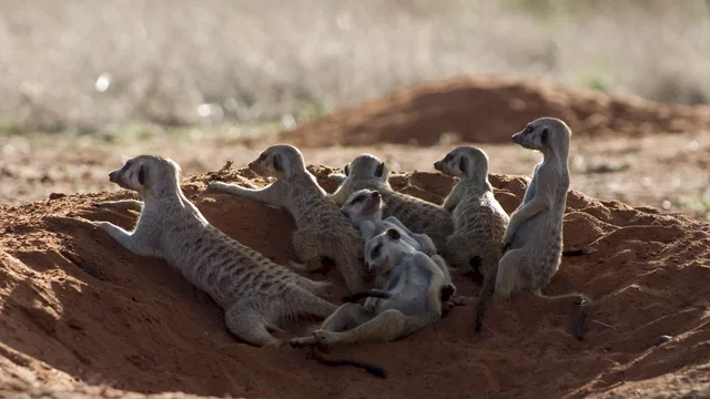 Photo 15 du film : La famille Suricate