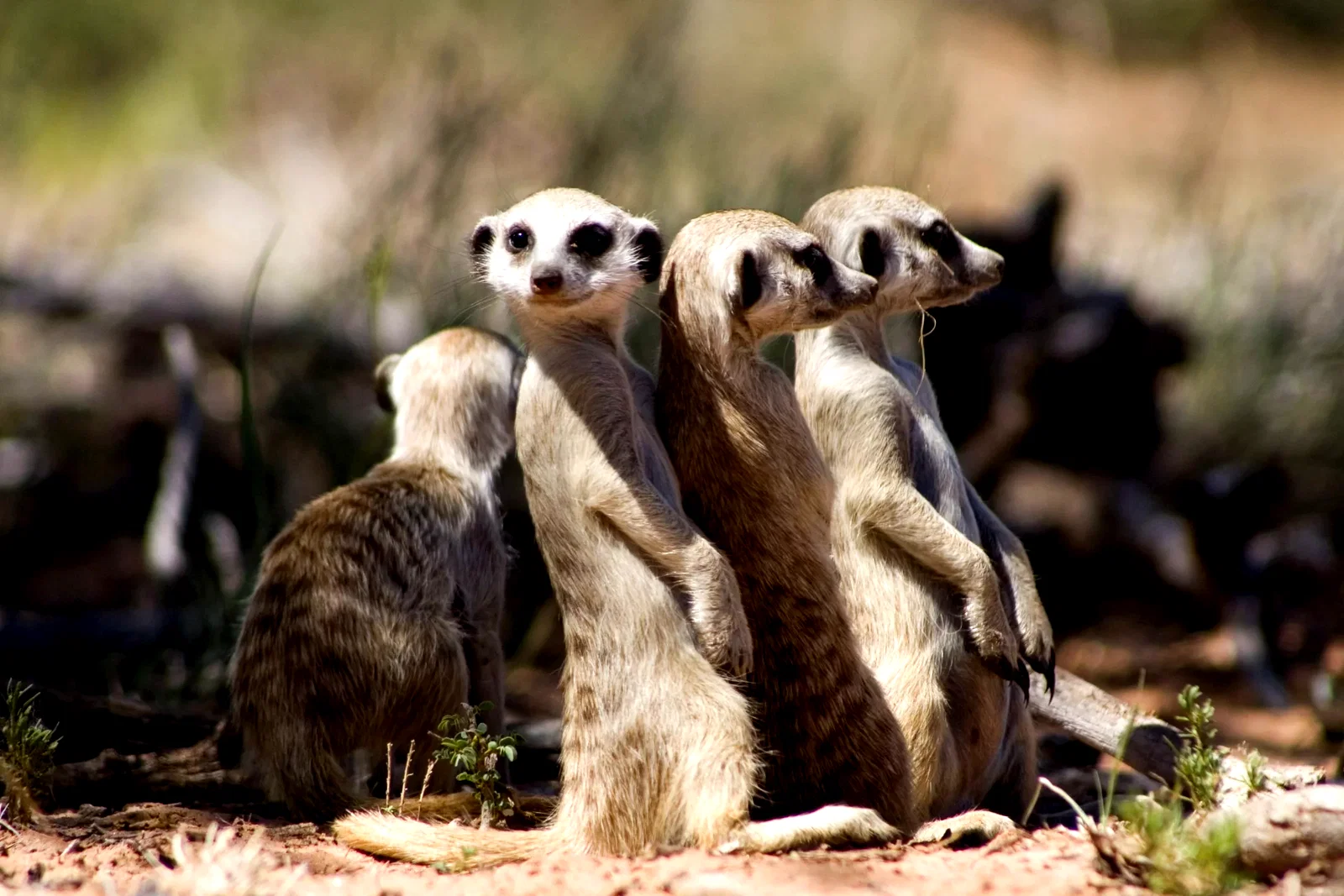 Photo 16 du film : La famille Suricate