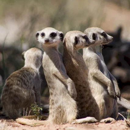 Miniature photo du film : La famille Suricate