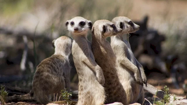 Photo 16 du film : La famille Suricate