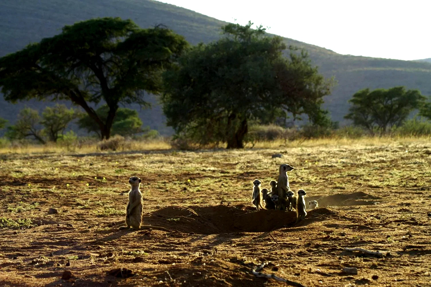 Photo 21 du film : La famille Suricate