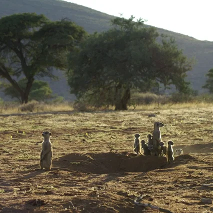 Miniature photo du film : La famille Suricate