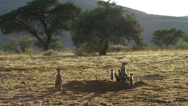 Photo 21 du film : La famille Suricate