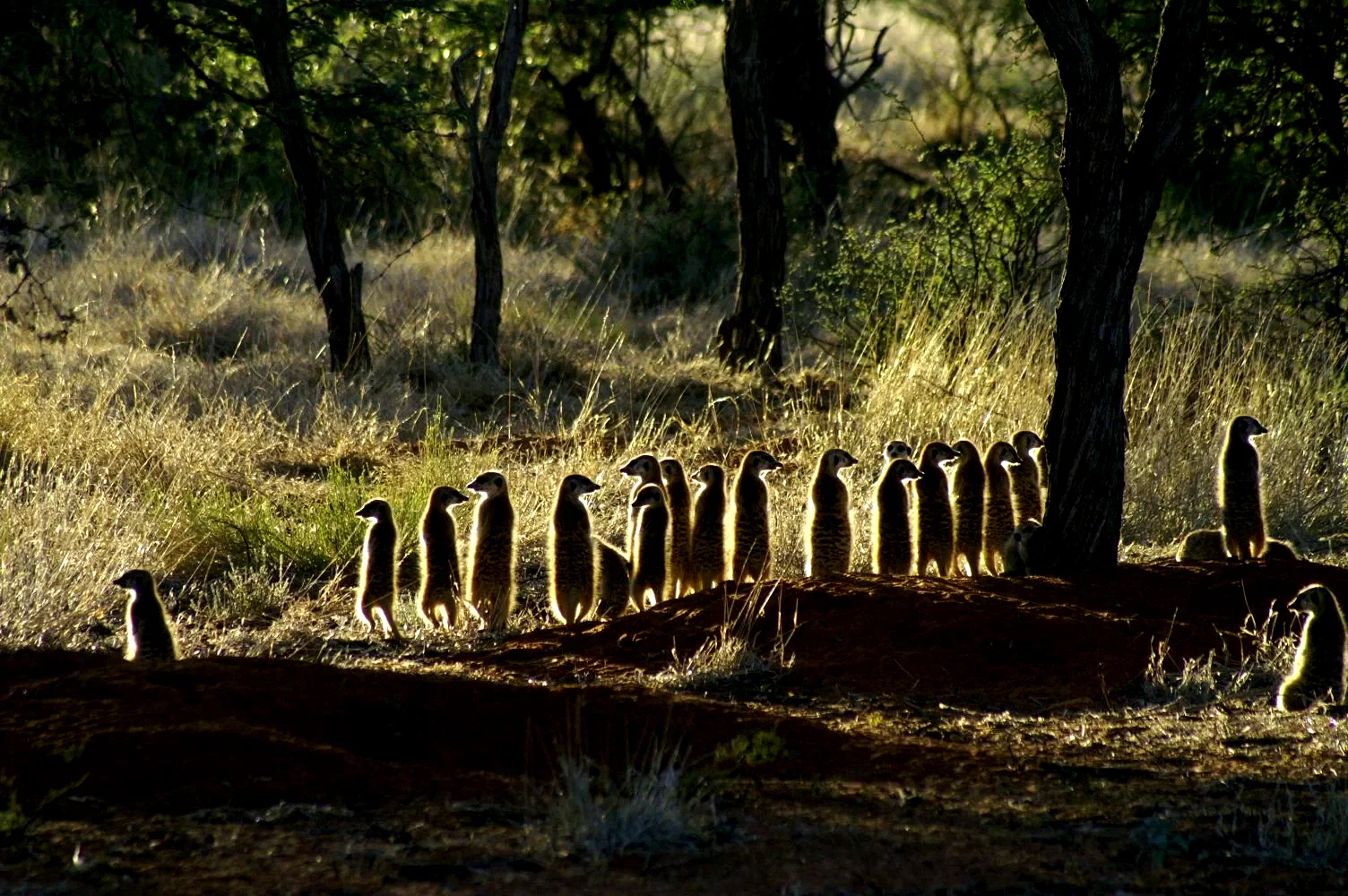 Photo 22 du film : La famille Suricate