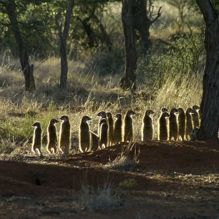 Miniature photo du film : La famille Suricate