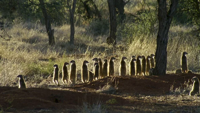 Photo 22 du film : La famille Suricate