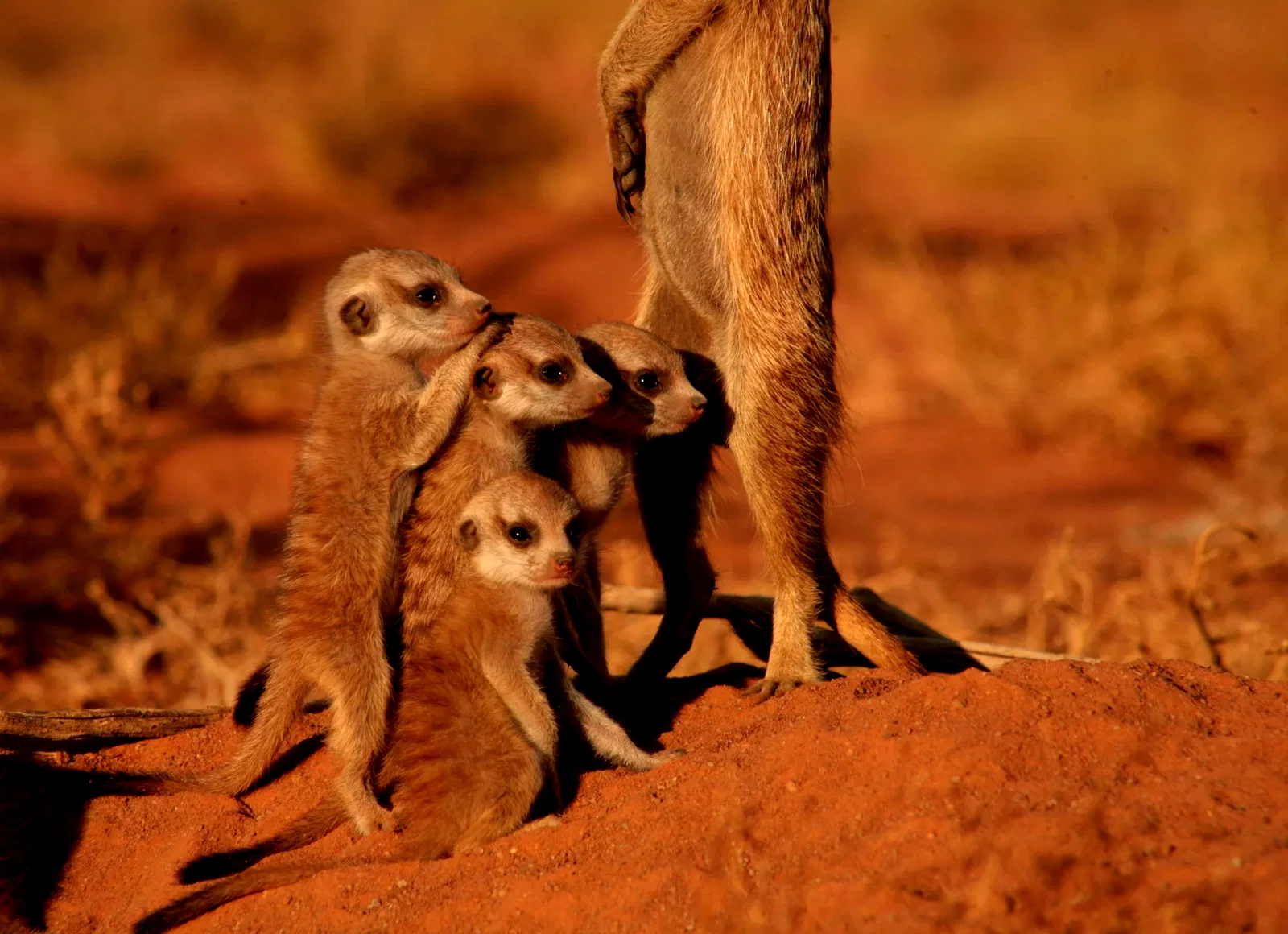 Photo 23 du film : La famille Suricate