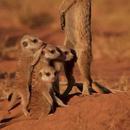 Miniature photo du film : La famille Suricate